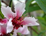 桃の木の成長記録 「花が咲いた」