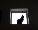 リビングの風景「高窓に佇むネコ」