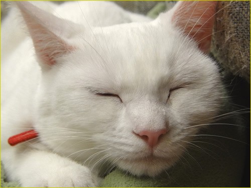 sleepy cat kokoro