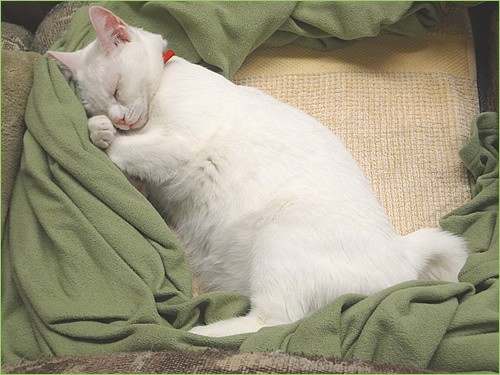 Cat is sleeping 75 percent of life.