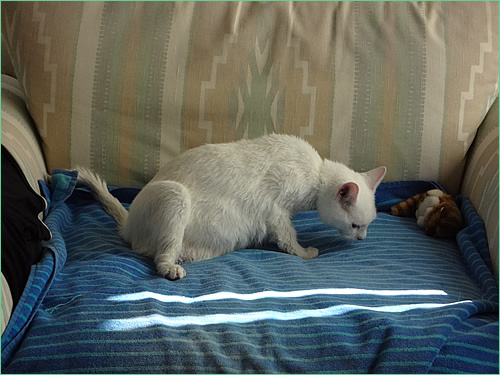 お風呂に入ったマシュマロ猫ココロの日常