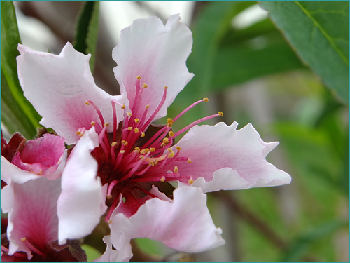 桃の木の成長記録 「花が咲いた」