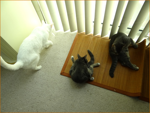 食後の毛づくろいに忙しいネコのココロとトトロとチャコ