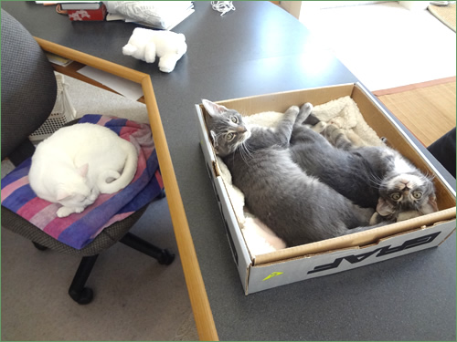 「勉強ができない」デスクを占領するネコ三匹