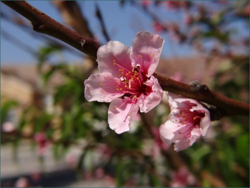 【季節の写真】カリフォルニアで育てる桃の木
