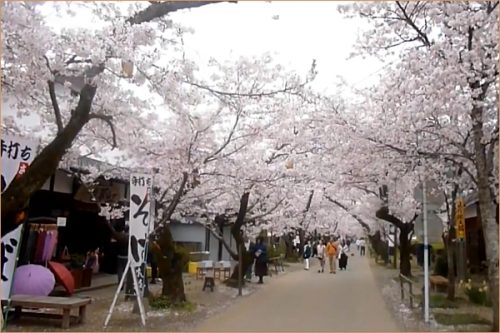 Lovely cherry Blossoms street in Akizuki Fukuoka Japan