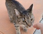 【ネコ写真とネコ動画】トラ猫タイガーリリーからまさかの友達申請