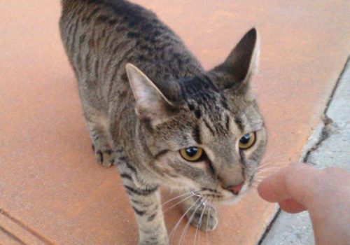 【ネコ写真とネコ動画】トラ猫タイガーリリーからまさかの友達申請