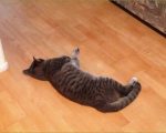 キッチンで行き倒れを演じるトラ猫トトロ