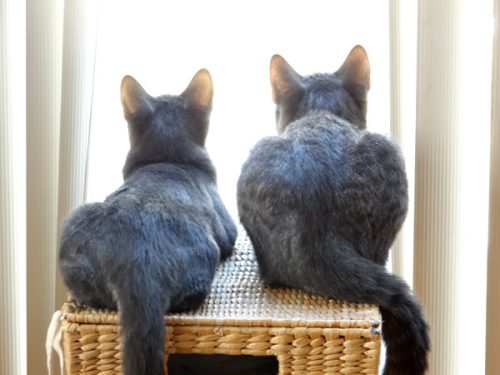 【ネコスナップ写真】兄ネコと妹ネコの会話