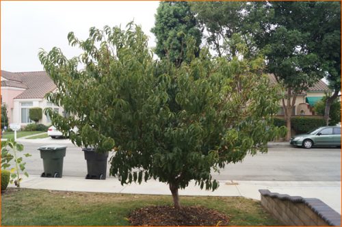 南カリフォルニアの自家製オーガニックな桃の木